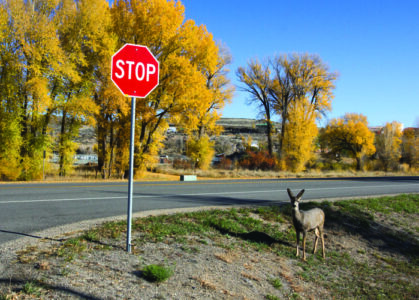 Deer stands on the roadside near a stop sign during the day.